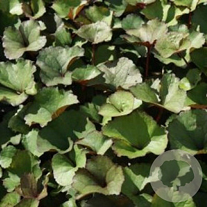 Ligularia dentata GM P9