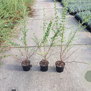 Escallonia 'Donard Seedling' 40-60 cm C1.3