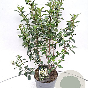 Escallonia 'Iveyi' 30-40 cm 3,0L