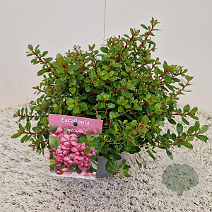 Escallonia 'Red Dream' 25-30 cm 2,5L