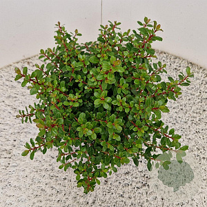 Escallonia 'Red Dream' 25-30 cm 2,5L