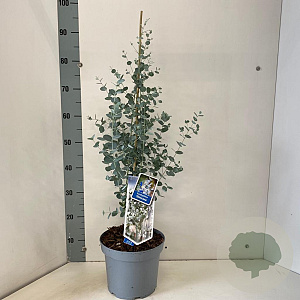 Eucalyptus gunnii Silverana 30-40 cm 5,0L