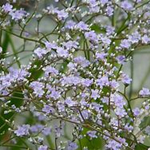 Limonium latifolium GM P9