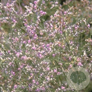 Limonium latifolium GM P9