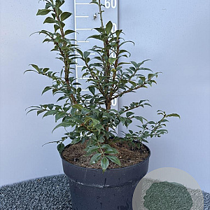 Euonymus alatus 50-60 cm 10L