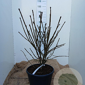 Euonymus alatus 80-100 cm 20L najaarspotting