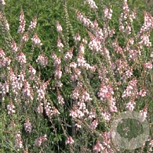 Linaria purpurea 'Canon J. Went' GM P9