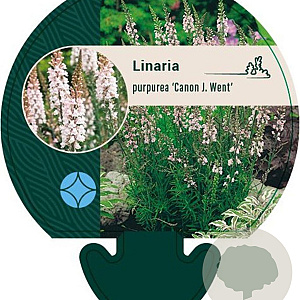 Linaria purpurea 'Canon J. Went' GM P9