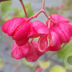 Euonymus ham. 'Jelena' 14-16 HO draadkluit