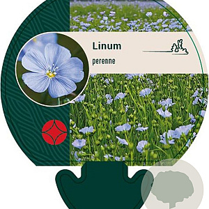 Linum perenne GM P9