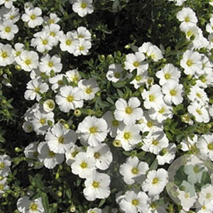 Linum perenne 'Diamant' GM P9