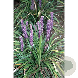 Liriope muscari 'Big Blue' GM P9