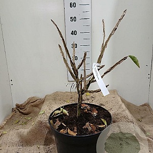 Euonymus phellomanus 50-60 cm 15L najaarspotting