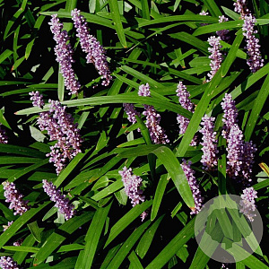 Liriope muscari 'Majestic' GM P9