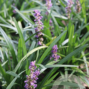 Liriope muscari 'Majestic' GM P9
