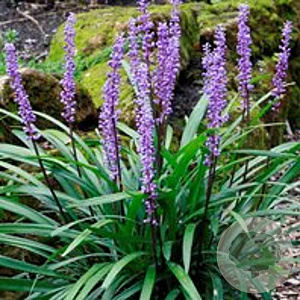 Liriope muscari 'Majestic' GM P9