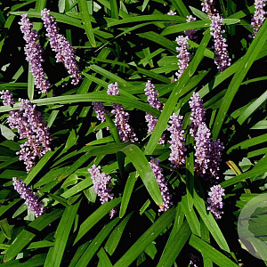 Liriope muscari 'Majestic' GM P9