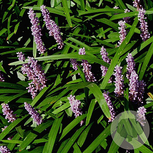 Liriope muscari 'Majestic' GM P9