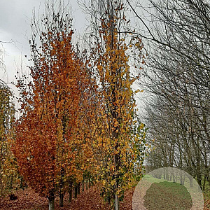 Fagus syl. 'Dawyck' 20-25 HO draadkluit geveerd