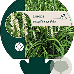 Liriope muscari 'Monroe White' GM P9