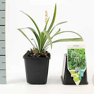 Liriope muscari 'Monroe White' GM P9