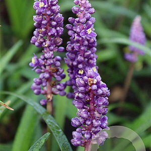 Liriope muscari 'Royal Purple' GM P9