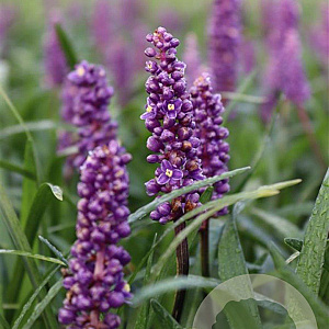 Liriope muscari 'Royal Purple' GM P9