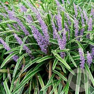 Liriope muscari 'Variegata' GM P9