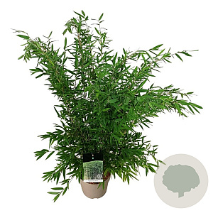 Fargesia nitida 'Gansu 95/2' 80-100 cm 6L