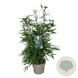 Fargesia robusta 'Pingwu' 50-60 cm 6L