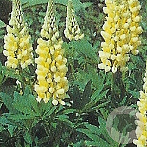 Lupinus 'Chandelier' GM P9