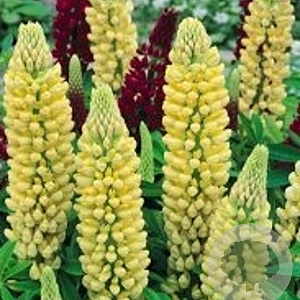 Lupinus 'Chandelier' GM P9