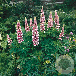Lupinus 'Gallery Pink' GM P9