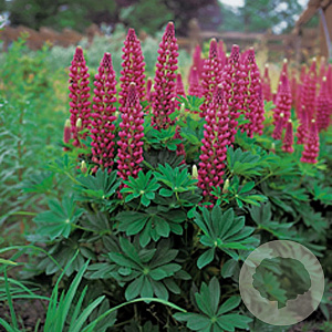 Lupinus 'Gallery Red' GM P9