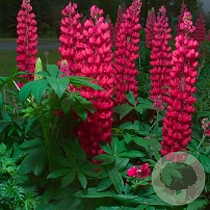 Lupinus 'Gallery Red' GM P9