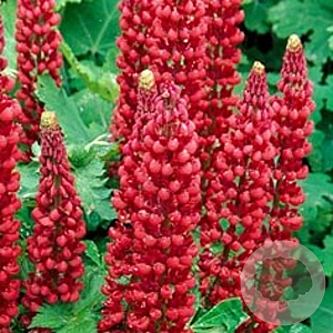 Lupinus 'Gallery Red' GM P9