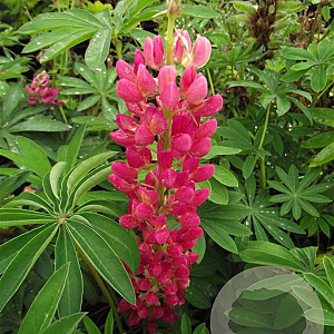 Lupinus 'Gallery Red' GM P9