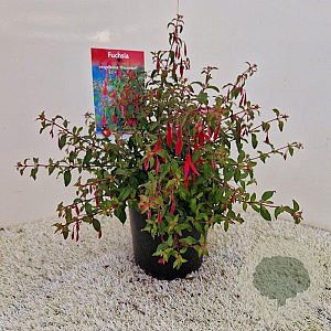 Fuchsia 'Riccartonii' 30-35 cm 2,0L