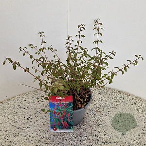 Fuchsia 'Riccartonii' 30-35 cm 2,5L