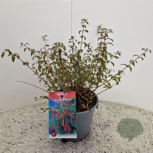 Fuchsia 'Riccartonii' 30-35 cm 2,5L