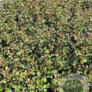 Fuchsia 'Riccartonii' GM 2,0L