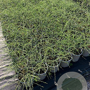 Genista lydia 30-40 cm 2,0L