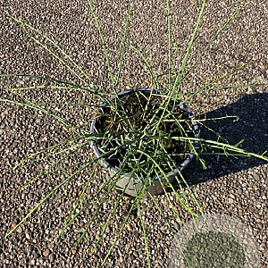 Genista lydia 30-40 cm 2,0L