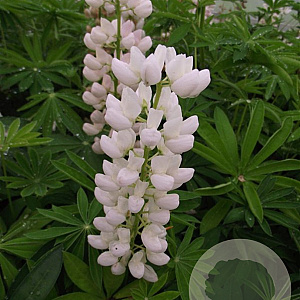 Lupinus 'Gallery White' GM P9