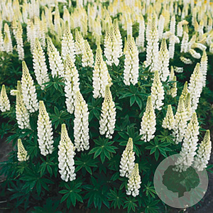 Lupinus 'Gallery White' GM P9