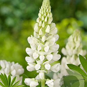 Lupinus 'Gallery White' GM P9