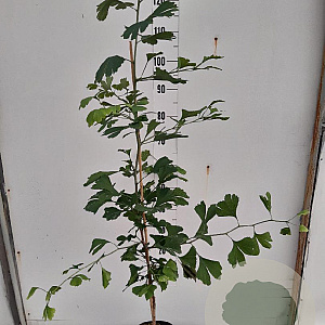 Ginkgo biloba 100-125 cm 4,0L gebonden vertakt
