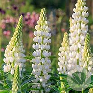 Lupinus 'Noble Maiden' GM P9