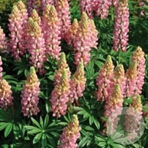 Lupinus 'The Chatelaine' GM P9