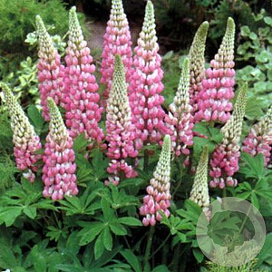 Lupinus 'The Chatelaine' GM P9
